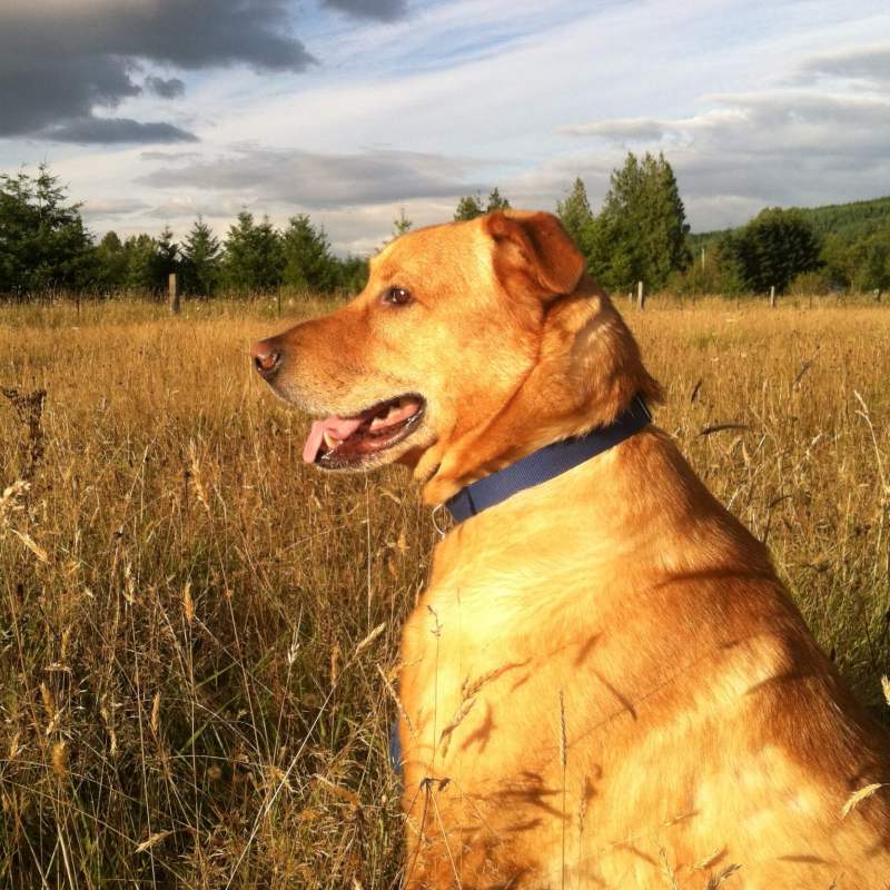 Bear in tall grass in fall